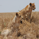 Illustration for article titled Out of Africa. The First One.